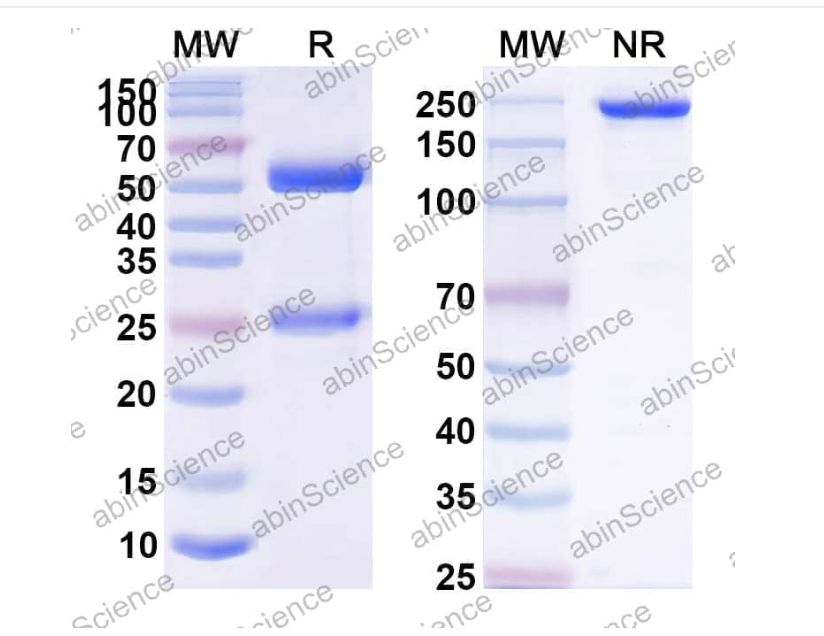 Abinscience Anti-Human APP Reference Antibody (MEDI8490, RUO) (HY235126)