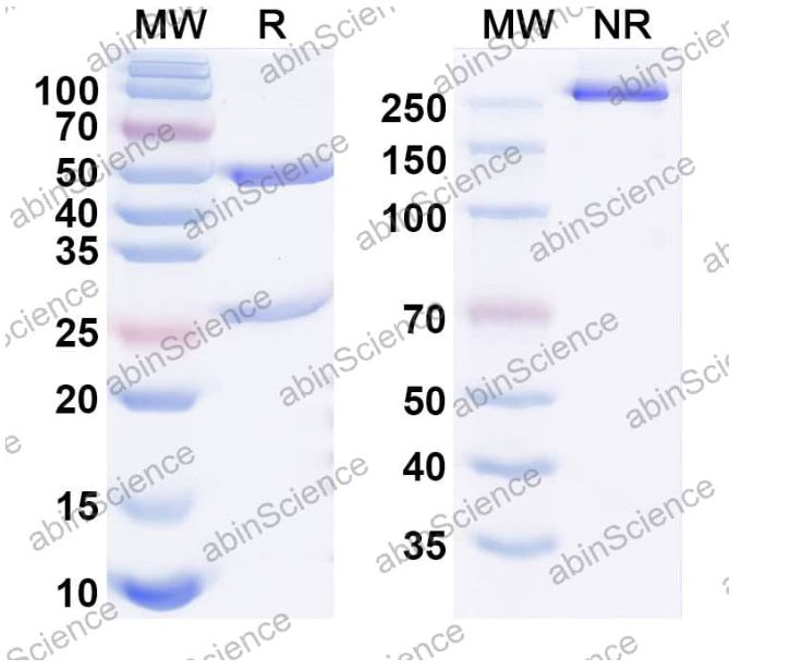 Abinscience Anti-Human TERM2 Reference Antibody (VHB937, RUO) (HV166086)