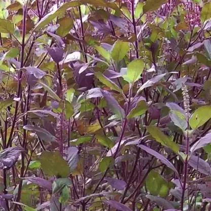 Krishna or Shyam Tulsi or Holy basil seeds ORGANIC AND FRESH