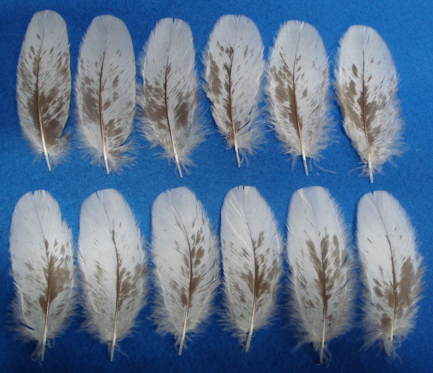 Mottled Chocolate Under Wing