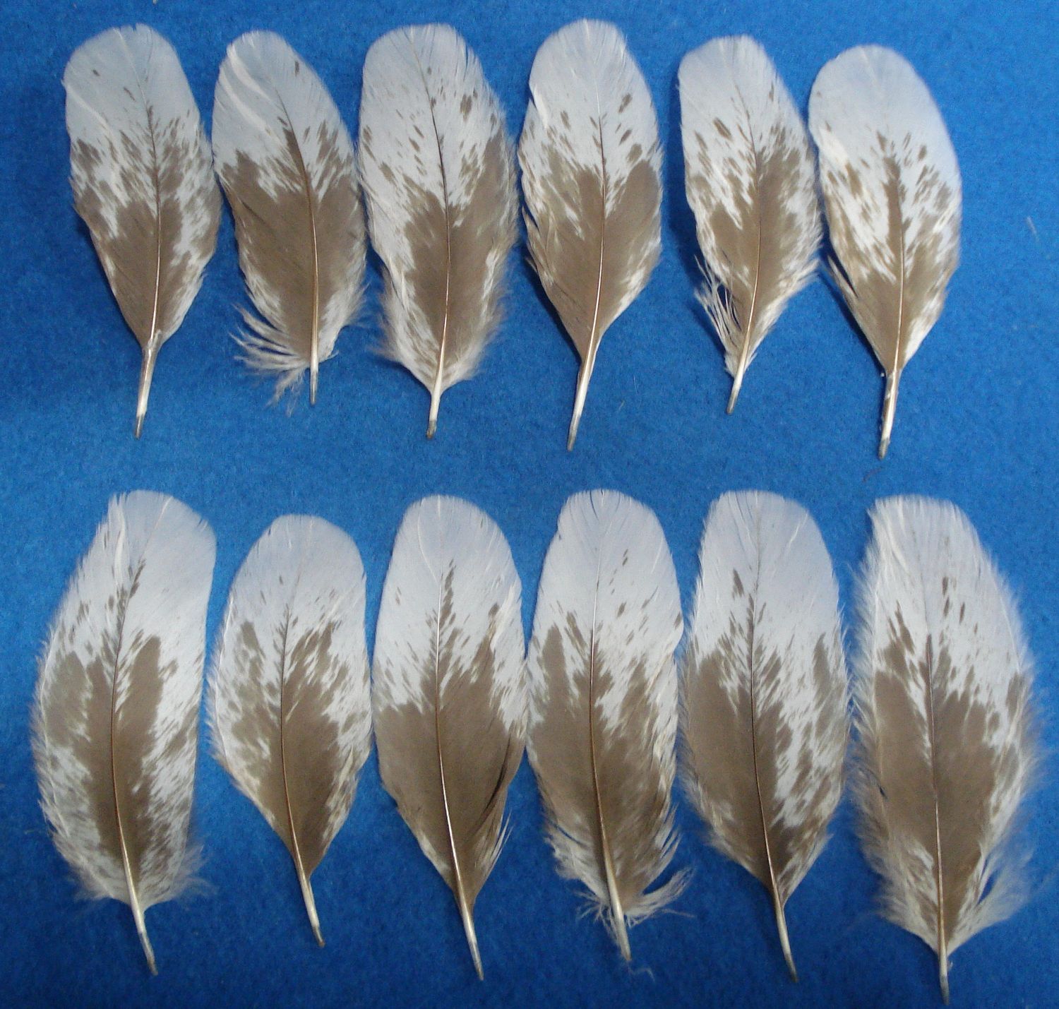 Mottled Dark Chocolate Under Wing