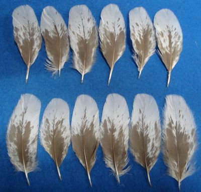 Mottled Dark Chocolate Under Wing