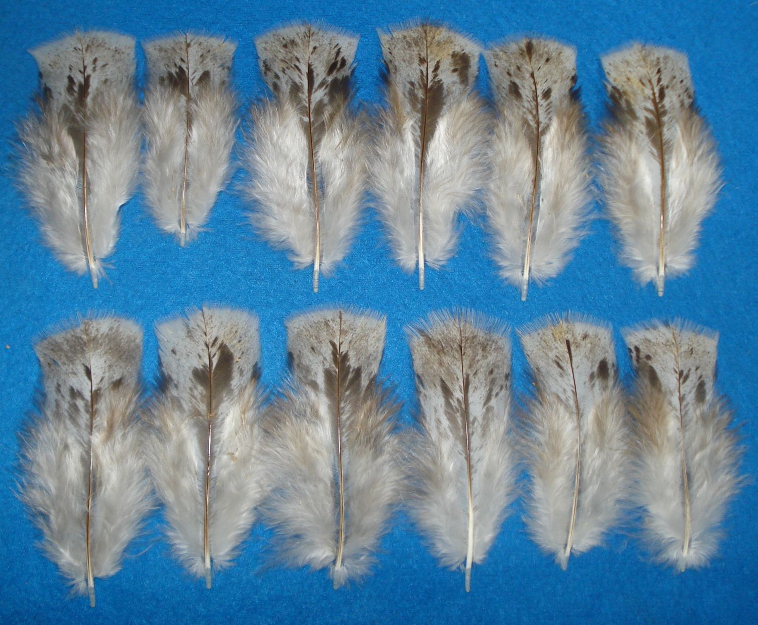 Chocolate Mottled Body Cover Feathers, 2-4"