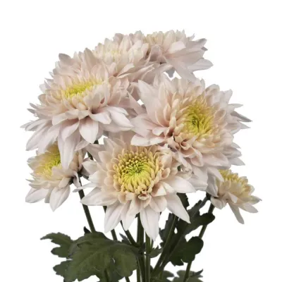 Chrysanthemum- Romancero 70cm (10 Stems)