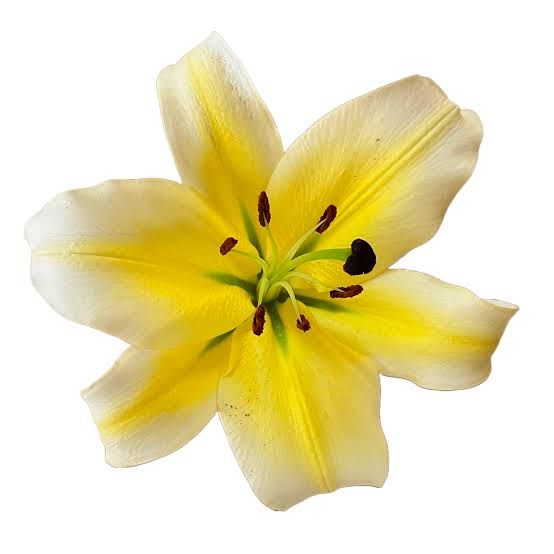 Oriental Lily Concador (1 Bloom per stem)