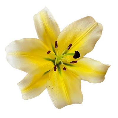 Oriental Lily Concador (1 Bloom per stem)