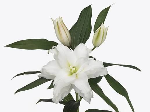 Double OR Lily Angela (1 Bloom per stem)