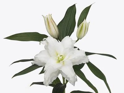 Double OR Lily Angela (1 Bloom per stem)