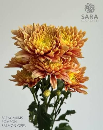 Chrysanthemum- Salmon 70cm (10 Stems)