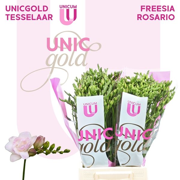 Double Freesia- Rosario 50cm