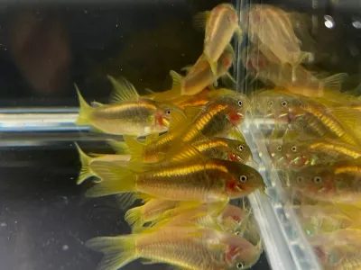 Gold Laser Corydoras Catfish CW010 1"