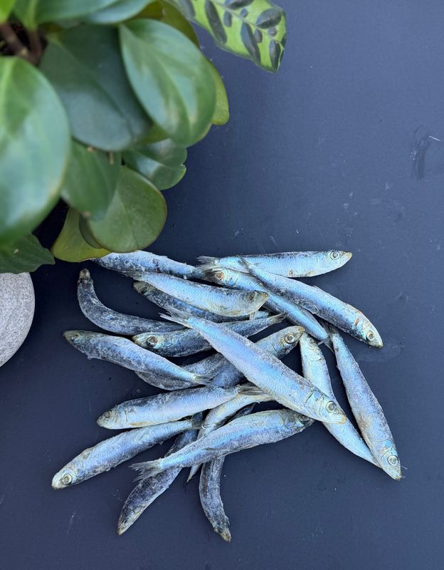 Pilchards 1kg