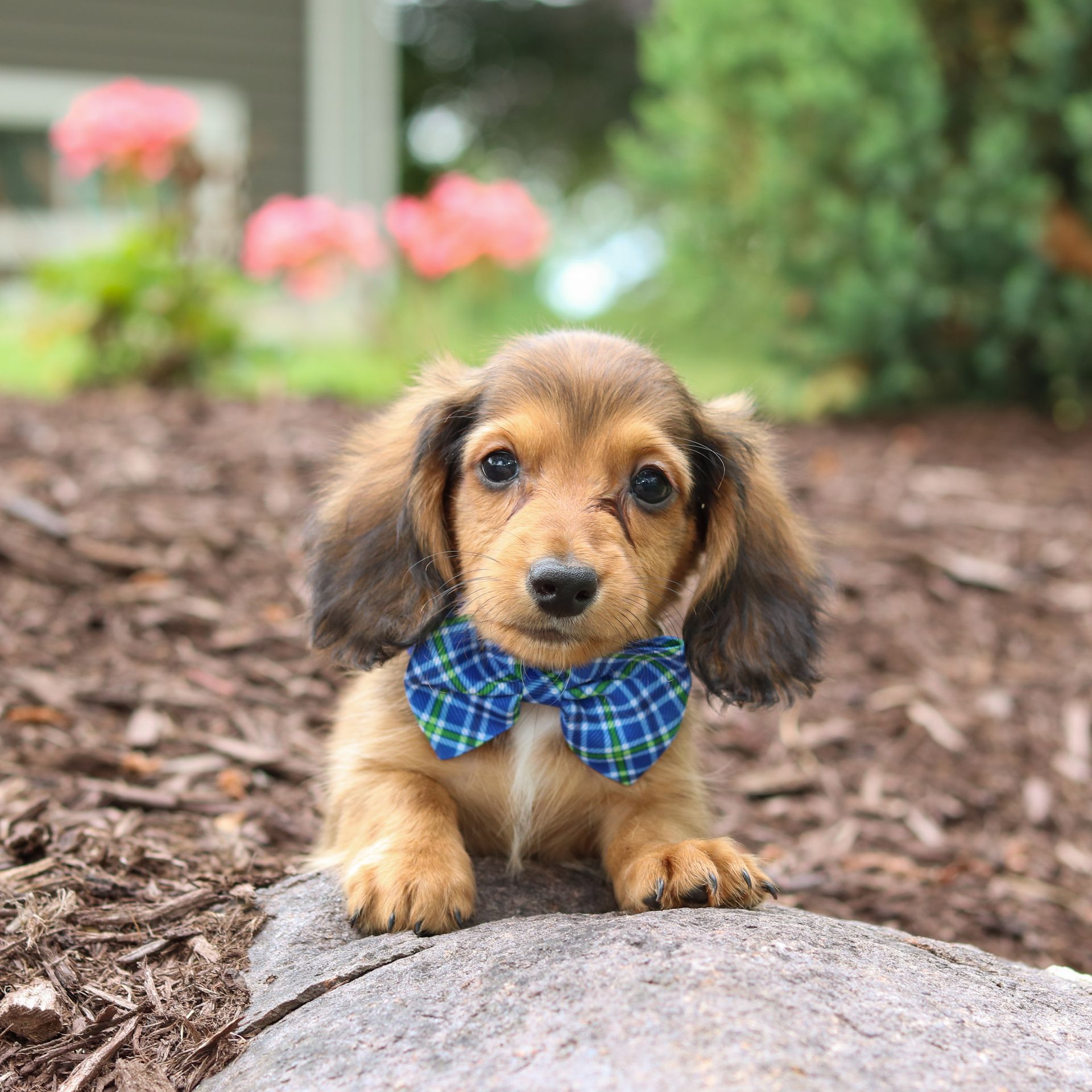 Rocky