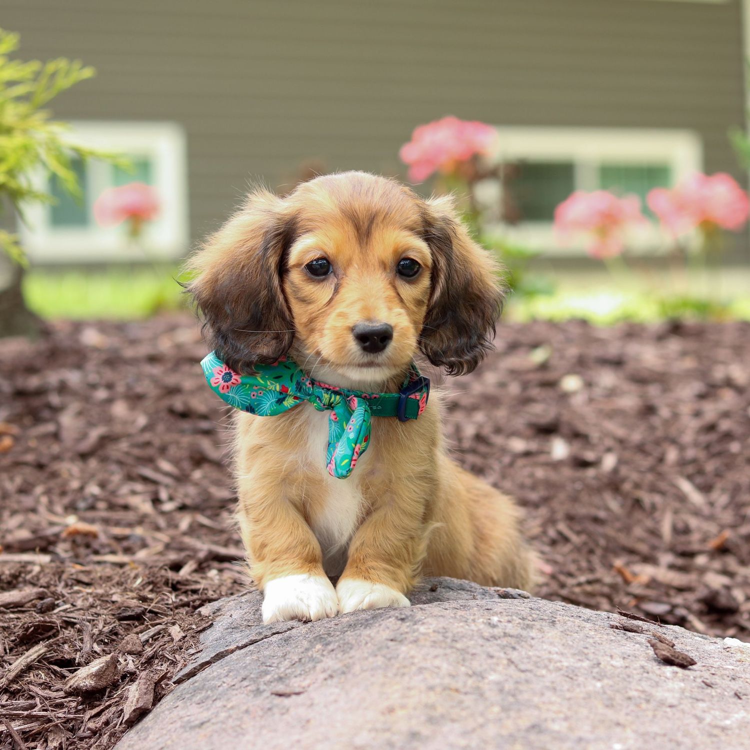 Roxy