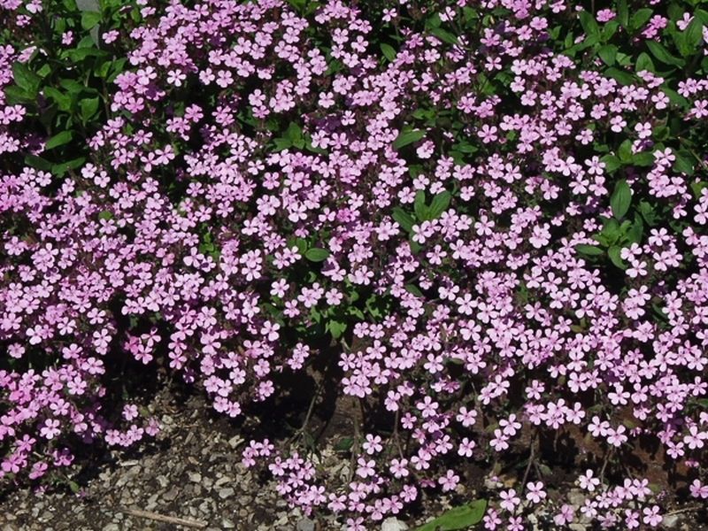 Rock Soapwort