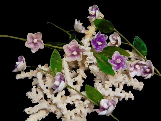 Rose cup Shell Flower Stem 10"  sold each