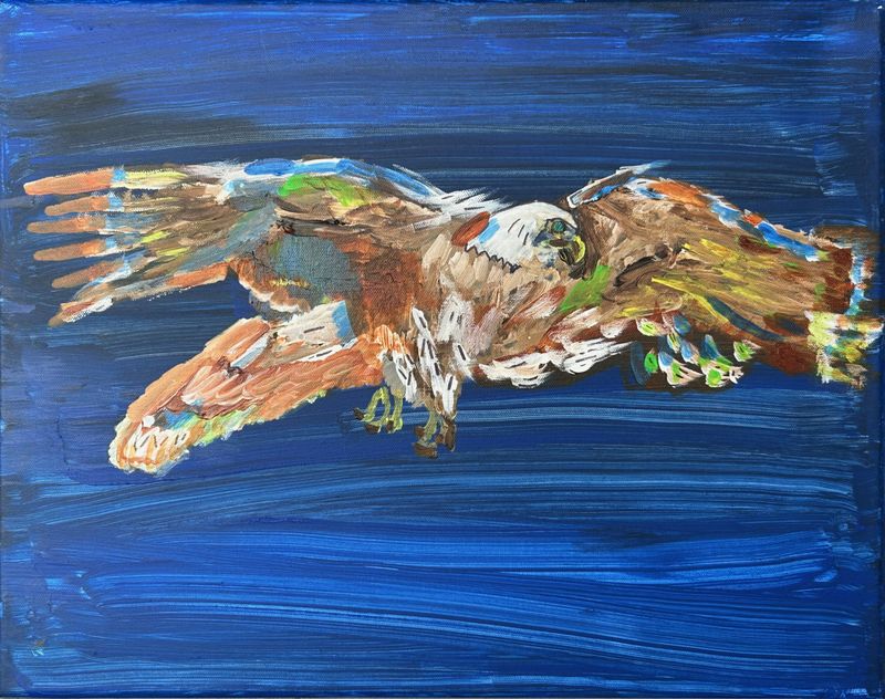 A Bald Eagle A Bald Eagle