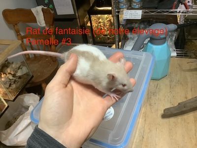 Fantasy Rat #3 (From our breeding)