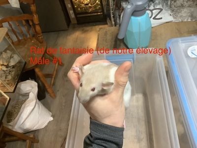 Male Fantasy Rat #1 (From our breeding)