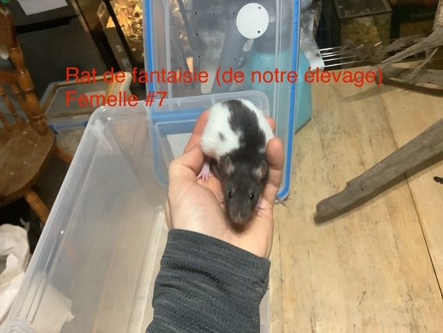 Fantasy Rat #7 (From our breeding)