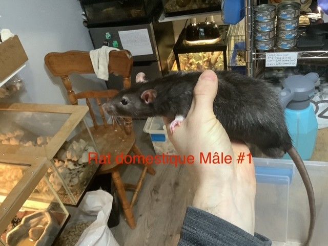 Male Domestic Rat #1