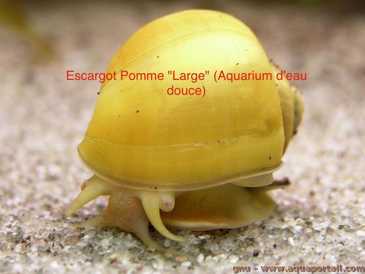 Large Apple Snail Mystery Snail