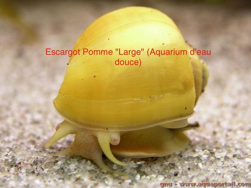 Large Apple Snail Mystery Snail