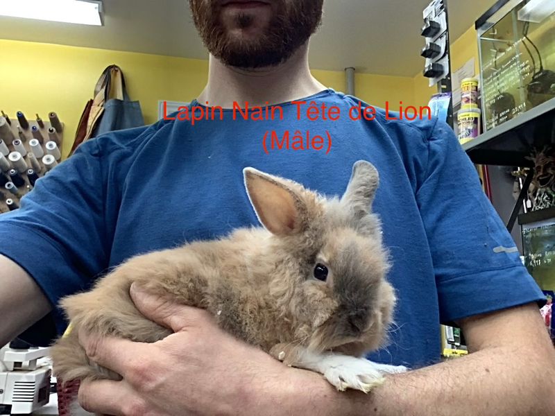 Rabbit Dwarf Lion’s Head #1 Male