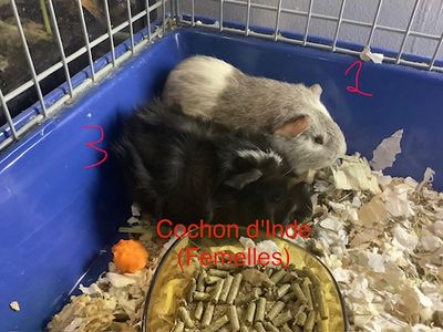 Guinea pigs Female