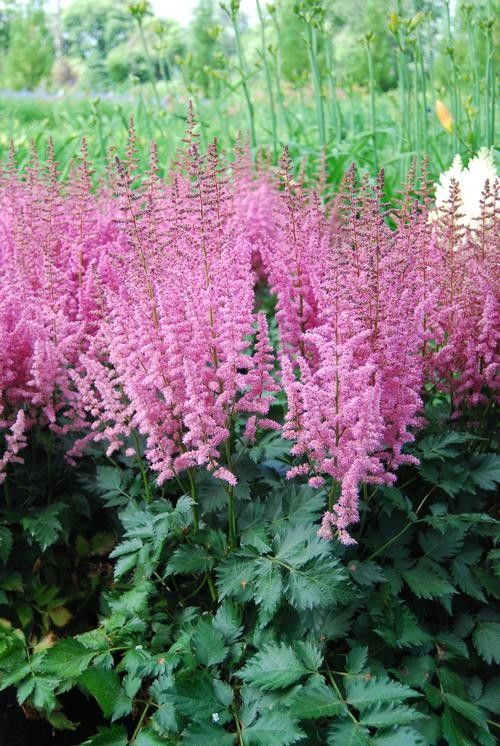 Astilbe chinensis 'Vision in Pink' Tuber
