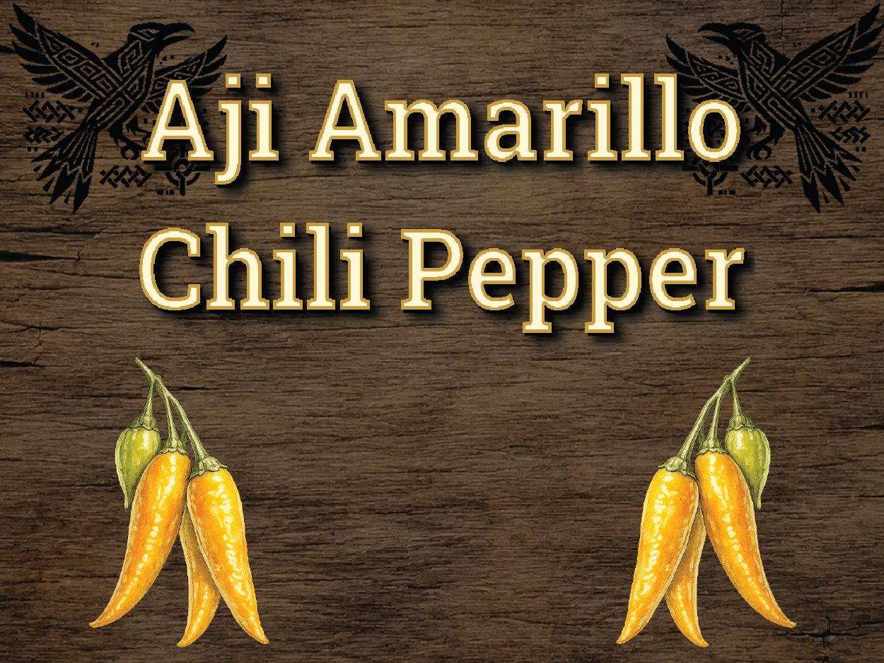 Aji Amarillo Chili Pepper