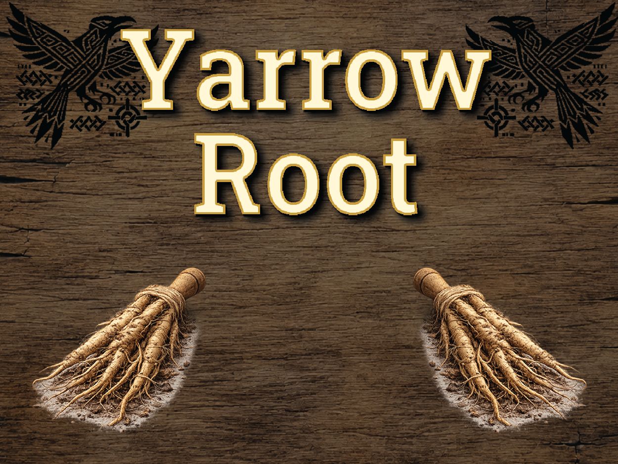 Yarrow Root