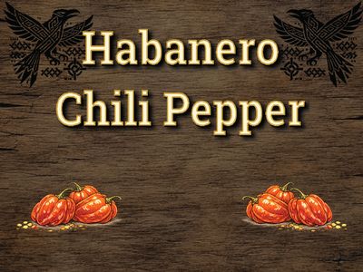 Habanero Chili Pepper