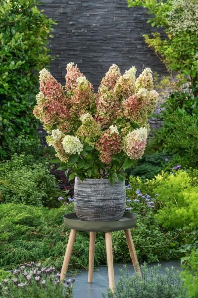 Rispenhortensie Ruby Hobbit