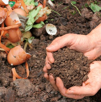 Homemade Fertilizer Ideas
