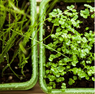 How To Start an Indoor Herb Garden