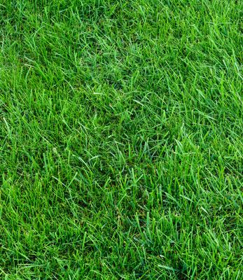 Lawn Topdressing Calgary