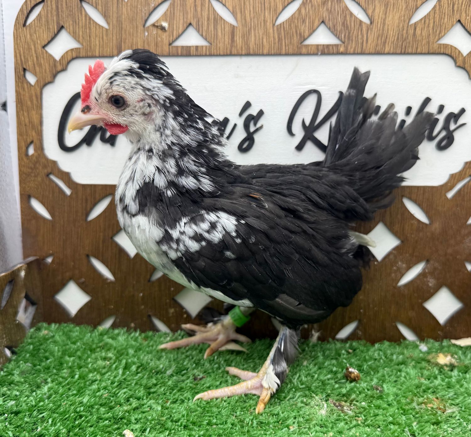 Cockerel
