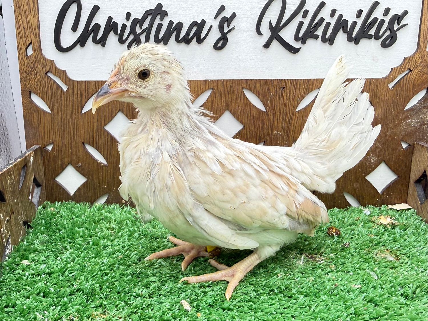 Possible Pullet