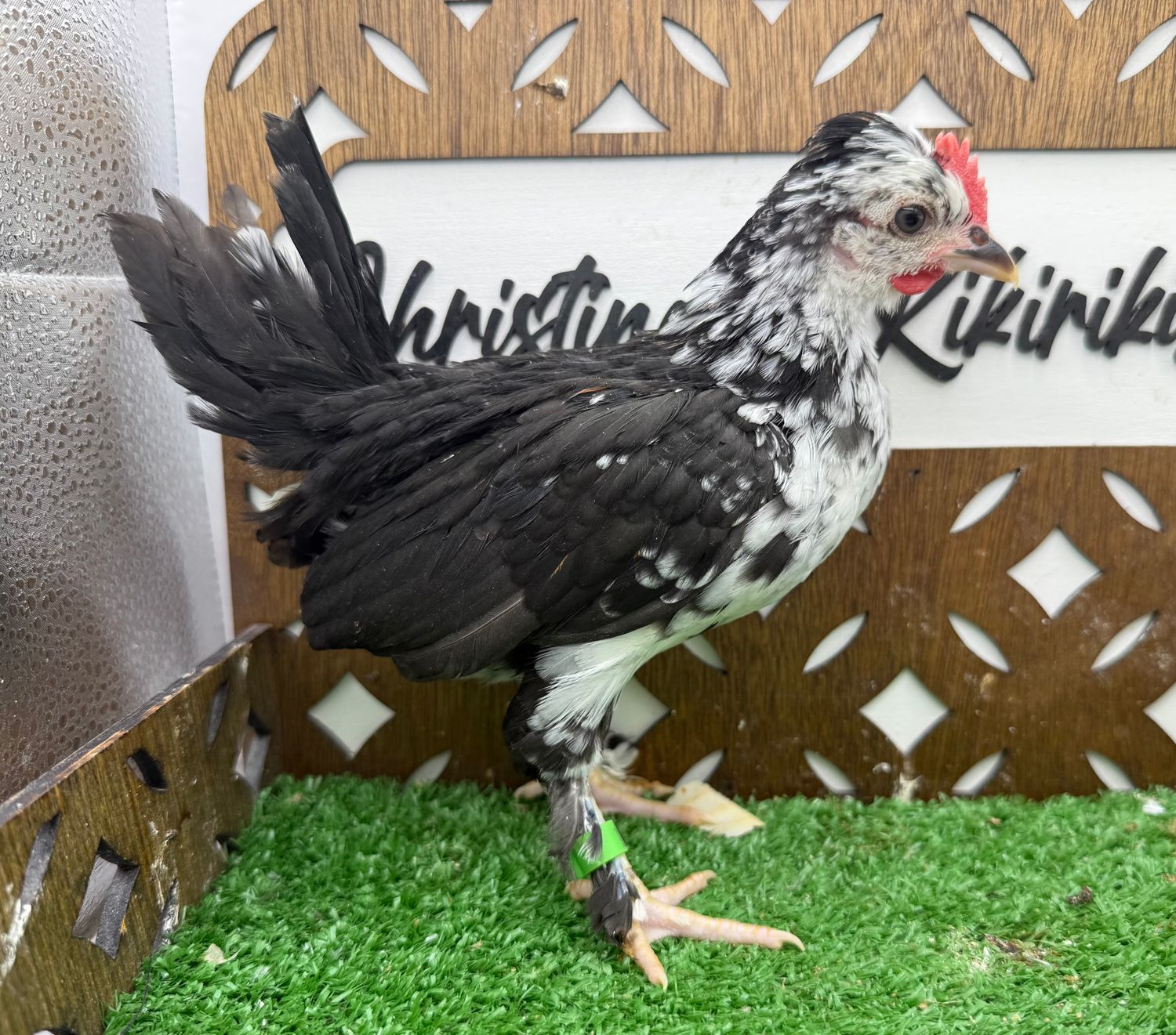 Cockerel
