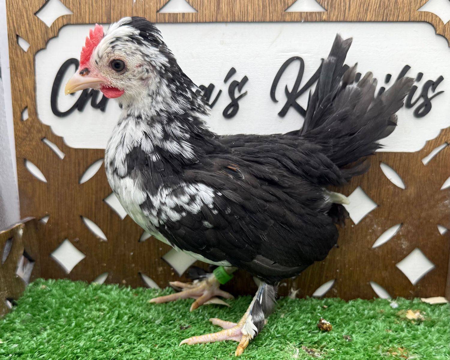Cockerel