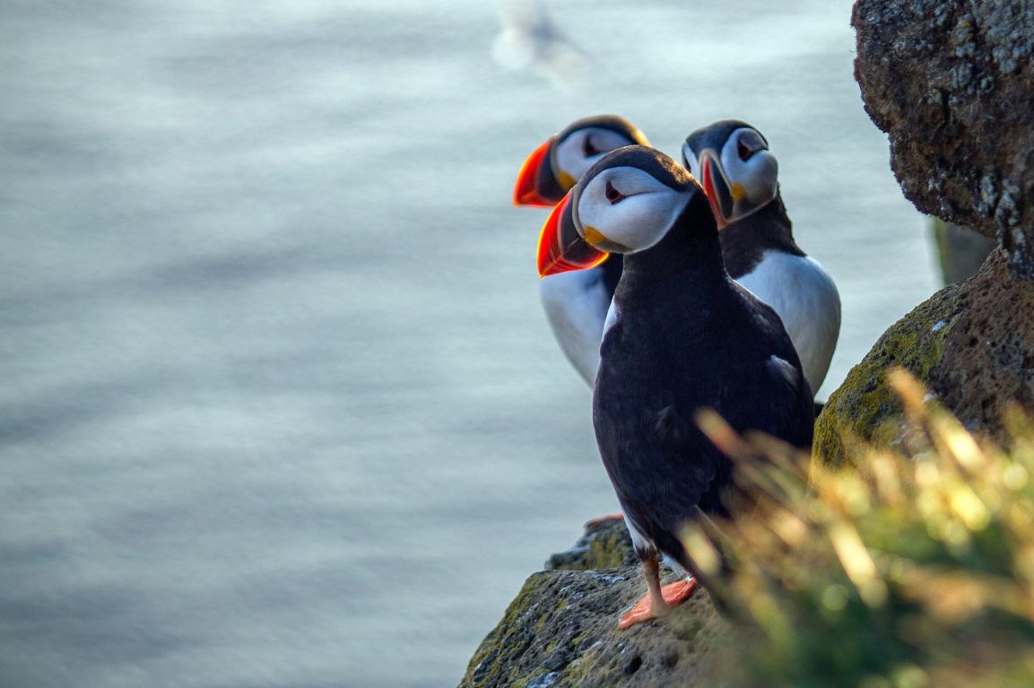 ISLANDE - AILES BORÉALES, EXPÉDITION ORNITHOLOGIQUE - 11 JOURS - CIRCUIT ACCOMPAGNÉ FRANCOPHONE