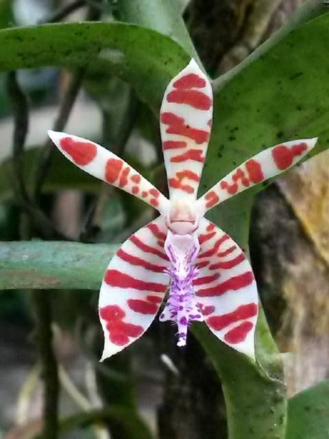 Trichoglottis smithii 'TOF Trichoglottis smithii 'TOF" x Trichoglottis atropurpurea 'Vin Mar' AM/AOS