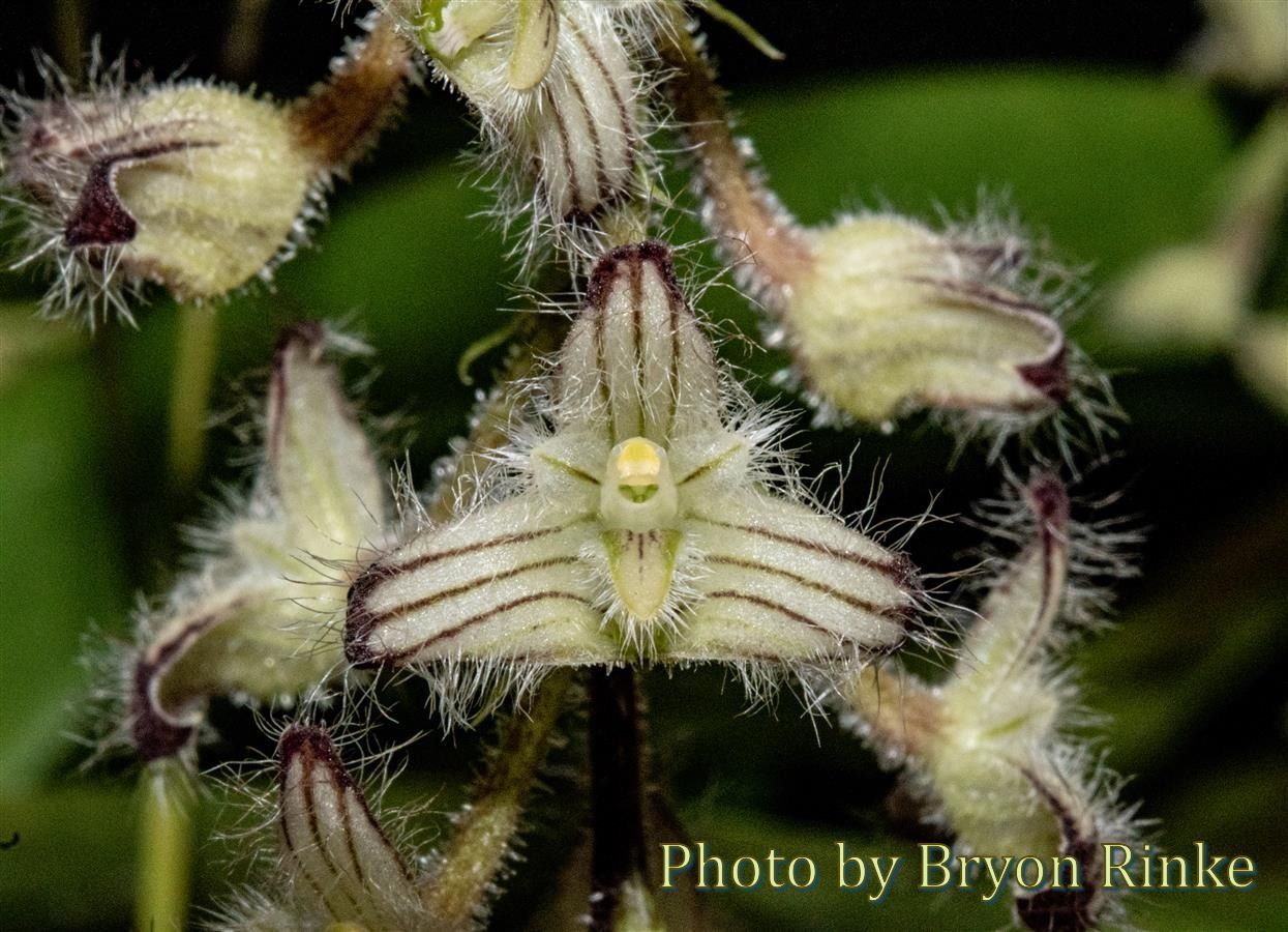 Bulbophyllum lindleyanum 'Timbucktoo' CCE/AOS