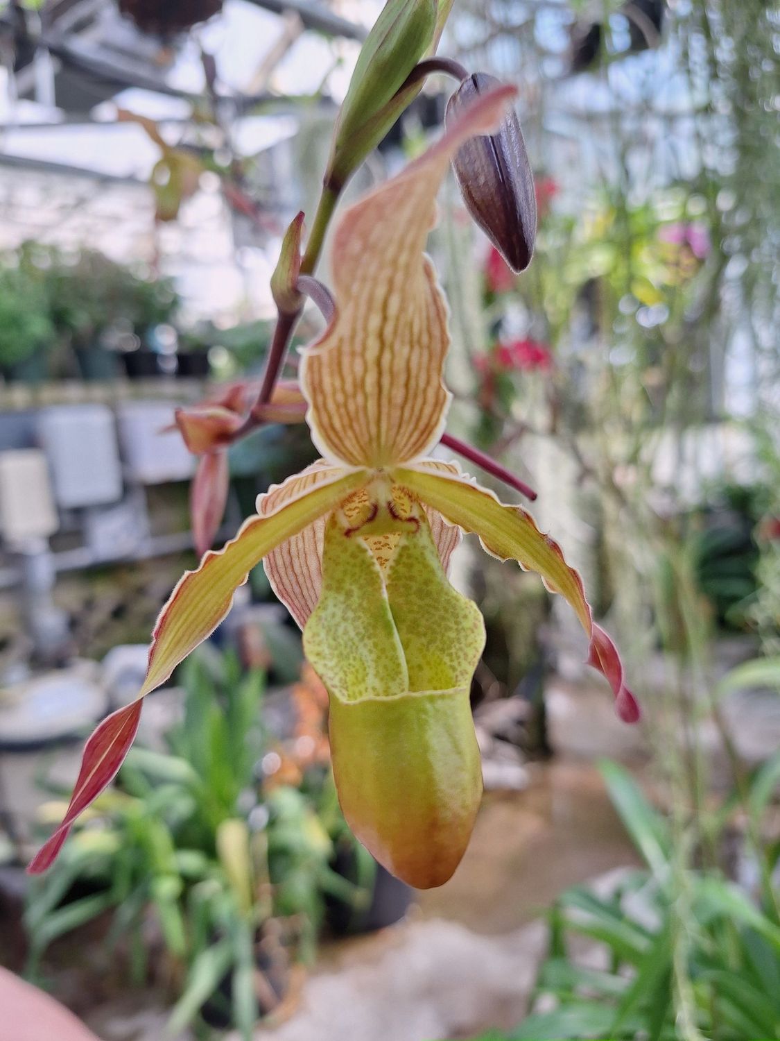Phragmepedium Sorcerer's Apprentice 'Timbucktoo'