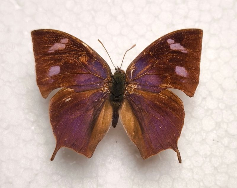 Memphis otrere female aus Brasilien