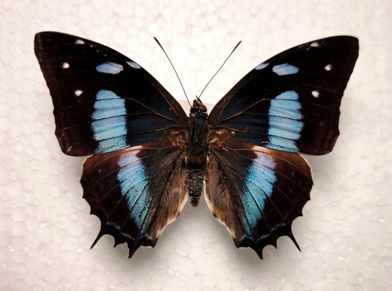 Baeotus japetus male aus Peru