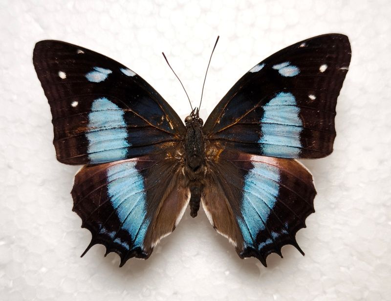 Baeotus amazonicus male aus Peru