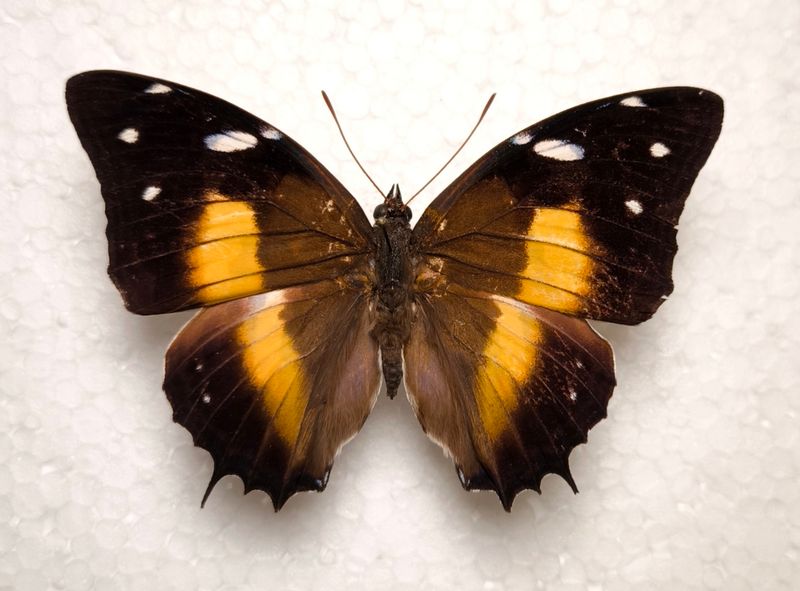 Baeotus deucalion male aus Peru