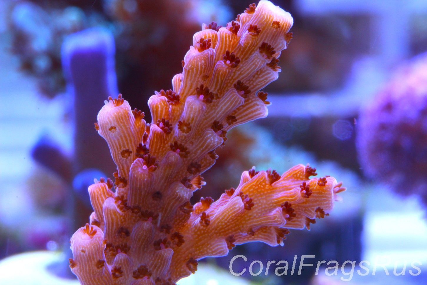 Acropora Bill Berry, AKA Sour Berry Frag B